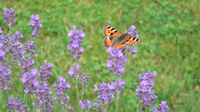 Un Jardin pour les Papillons