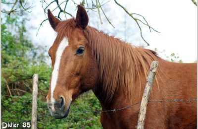 Cheval (1)