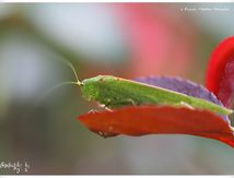 Sauterelle Leptophye (imago)