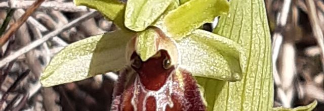 premières orchidées , premiers papillons belles balades dans le pays de Pierre-Denis 