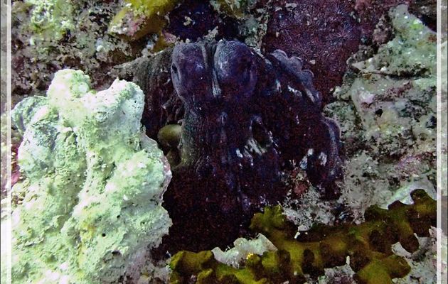 Poulpe de récif commun, Common reef octopus (Octopus cyanea) - Betalinjona (2ème Frère) - Nosy Tsarabanjina - Archipel Mitsio - Madagascar