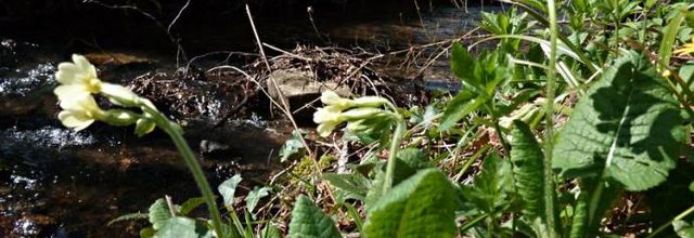 Primula elatior - primevère des bois