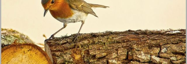 Rouge-Gorge (1) - Erithacus rubecula