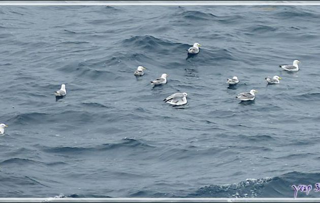 Nous levons de nombreux vols de Mouettes Tridactyles lors de notre navigation vers notre prochaine escale : Kullorsuaq - Upernavik - Groenland
