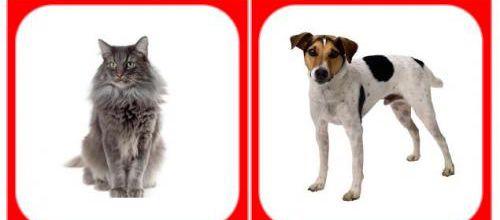 Images classifiées : Animaux de compagnie
