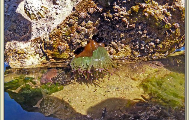 Anémone de mer aux couleurs fluorescentes, l'Anémone verte (Anemonia viridis) - Loix-en-Ré - Ile de Ré - 17
