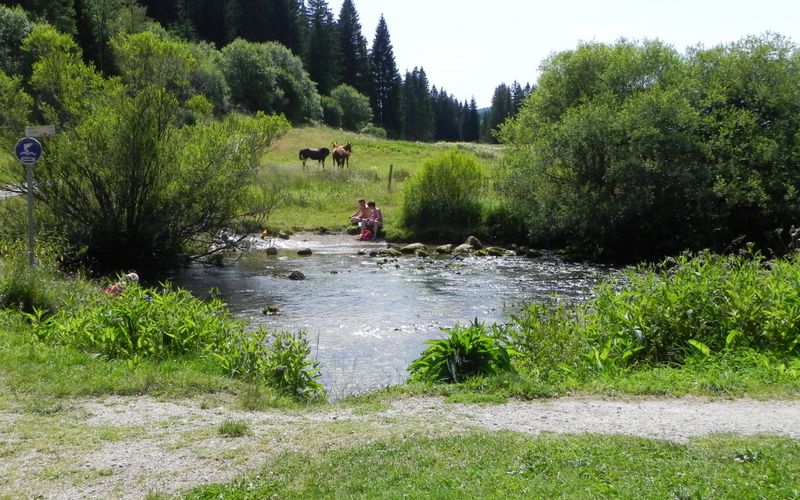 Des chevaux ...