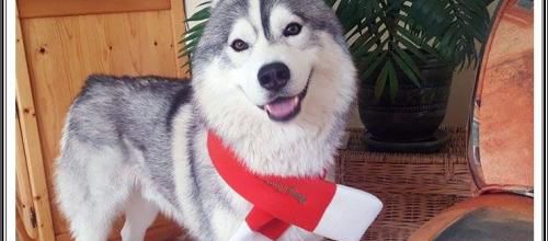 Huskys de Noël (27 décembre 2016)
