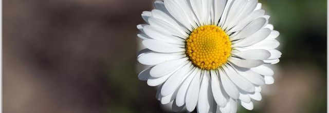 Pâquerette (6) - Bellis perennis