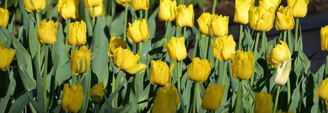 Parc Floral de Paris : des tulipes de toutes les couleurs