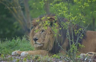 Parc Zoologique de Paris : Néro le lion d'Afrique