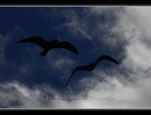 Goélands leucophée - Larus michahellis