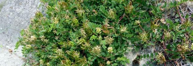 Astragalus glycyphyllos - astragale à feuilles de réglisse - réglisse sauvage