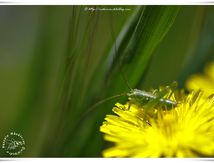 Grande sauterelle verte juvénile (Tettigonia viridissima)