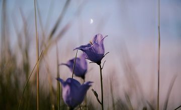 Instants lunaires ... 