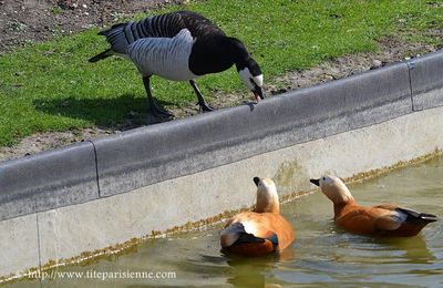 Le Tadorne Casarca au Parc Floral de Paris ...Suite