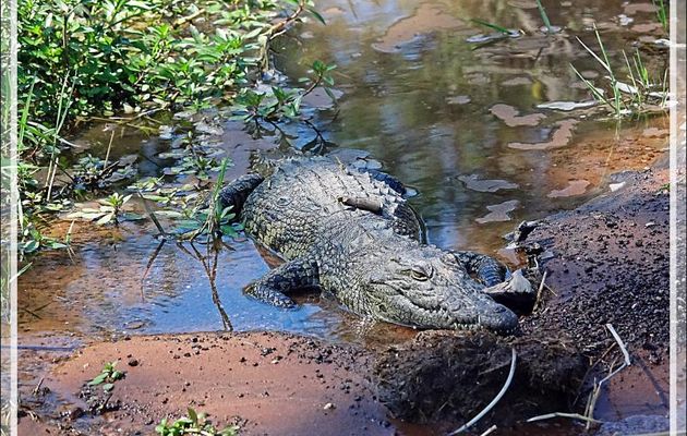 Crocodile du Nil (Crocodylus niloticus) - Safari nautique - Parc National de Chobe - Botswana