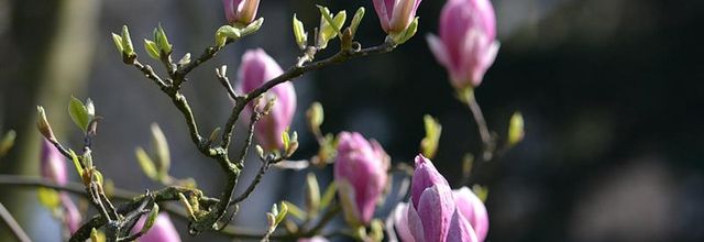 Square de la Butte du Chapeau Rouge : les magnolias sont en fleurs