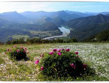 Pivoines officinales