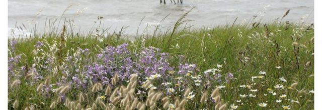 Giroflée des dunes - 2016