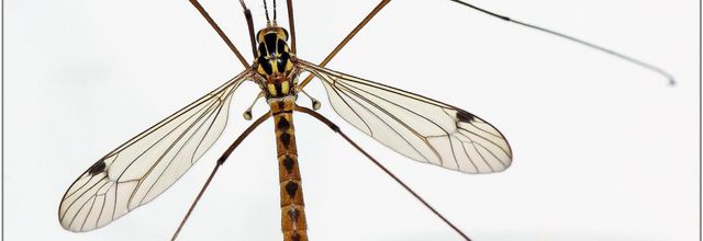 Tipule (1) - Cousin / Tipula
