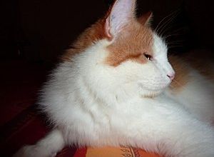 Pensée du jour .....d'un chat .