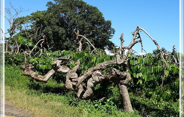 Ylang-ylang (Cananga odorata) - Nosy Be - Madagascar
