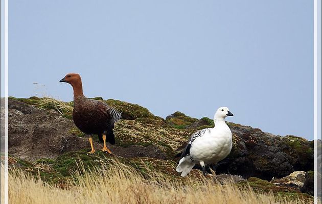 Ouette de Magellan, Upland Goose, Cauquén Común (Chloephaga picta picta) : Madame et Monsieur - New Island - Falkland (Malvinas, Malouines) - Grande-Bretagne