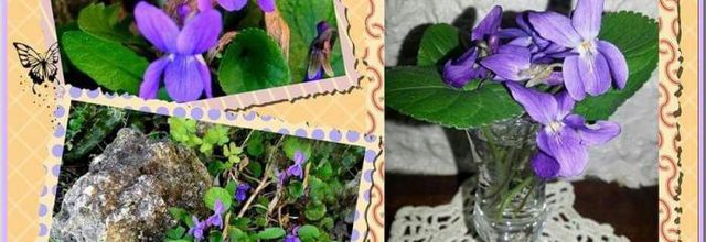 La violette
