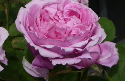 les roses anciennes...