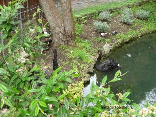 Fais-moi.... un cygne!