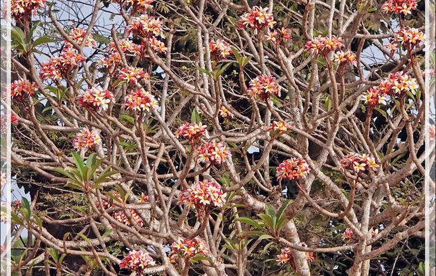 Les Roussettes, chauves-souris géantes frugivores de Bolama - Ile de Bolama - Bijagos - Guinée Bissau