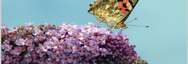 Belle Dame (2) - Vanessa cardui