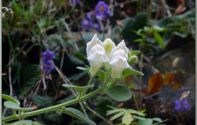 Randonnée au Congost de Mont-Rebei : Muflier mou (Antirrhinum molle) - Aragon/Catalogne - Espagne