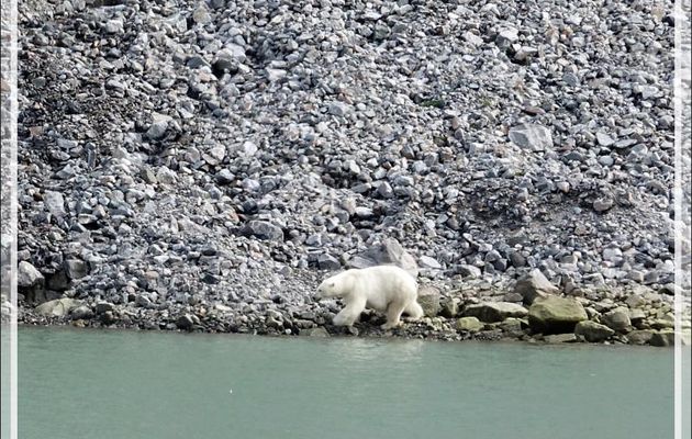 Une des rares observations d'Ours blanc ou Ours polaire (Polar bear) - Icy Fjord - Nunavut