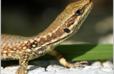 Lézard des Murailles (2) - Podarcis muralis