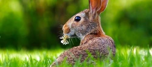 Une histoire de lapin...