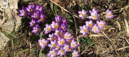 Mes crocus