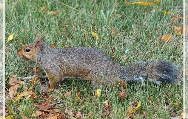 Écureuil gris, Grey squirrel (Sciurus carolinensis) - Niagara Falls - Ontario - Canada