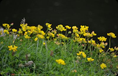 Rambouillet : Balade au bord de l'eau 