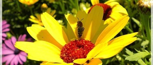 Parc Floral de Paris : Soleil, soleil