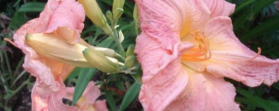 'Shisbui Splendor'