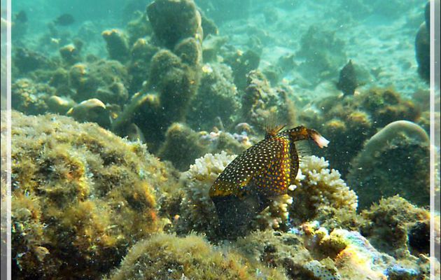 Poisson-coffre pintade ou Coffre à taches blanches, Whitespotted boxfish (Ostracion meleagris) - Baie d’Avea - Huahine - Polynésie française