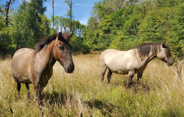 Le 26 août 2025 : Tarpans encore, tarpans toujours