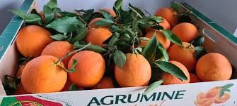 Boisson à Faire soi-même