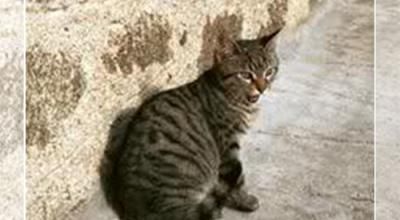 Le chat tigré
