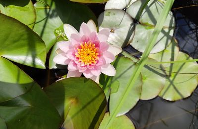 EB - Première fleur de nénuphar de 2025...