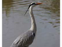 Héron cendré - Ardea cinerea