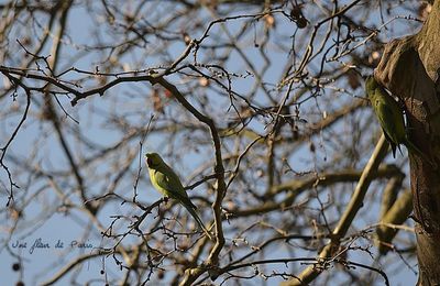 Des perruches à collier au Bois de Vincennes