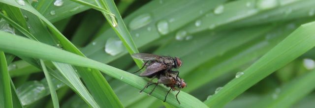 des mouches qui ... ! 